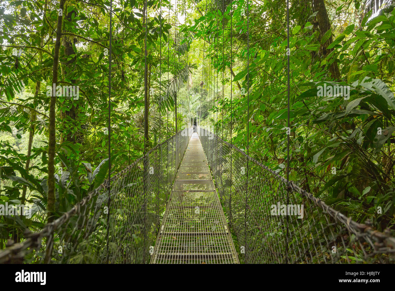 Hängebrücke bei natürlichen Regenwald Park in Costa Rica Stockfoto