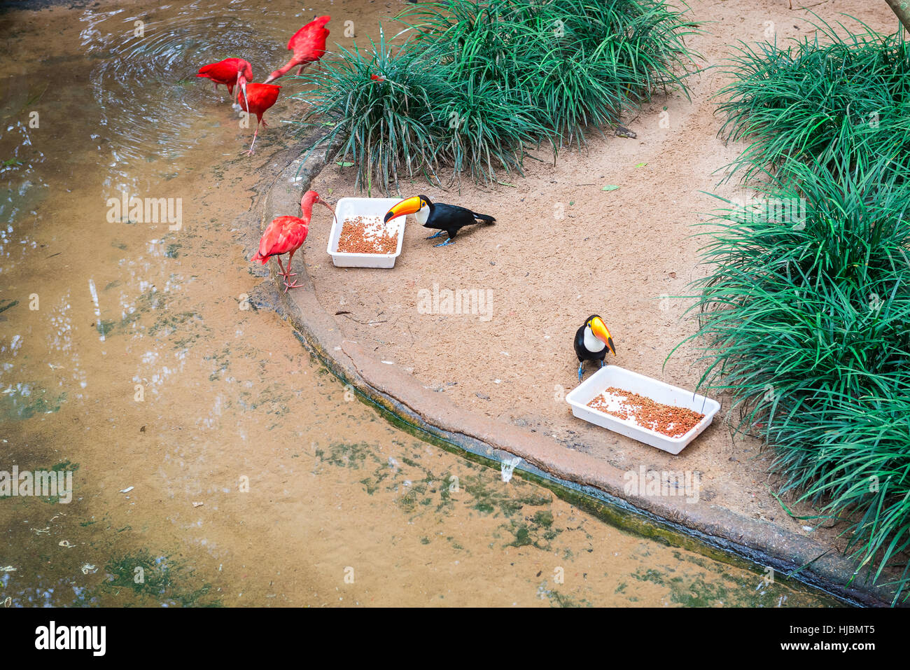 Foz do Iguaçu, Brasilien - 9. Juli 2016: Scarlet Ibis (Eudocimus Ruber) im Vogelpark in Iguazu Falls. Dies ist eine Art von Ibis in der Vogelfamilie T Stockfoto