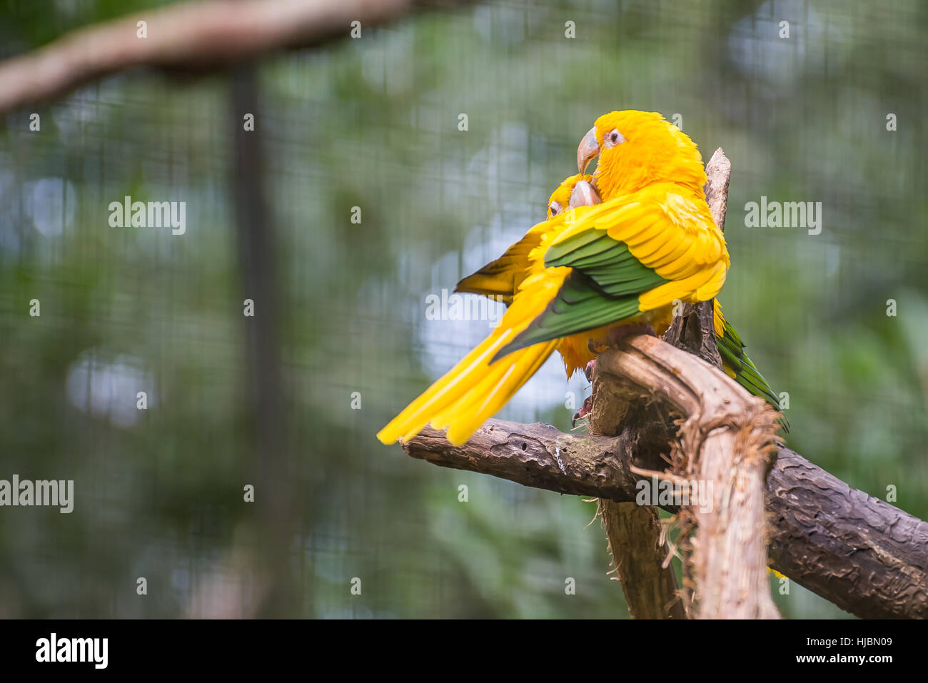 Foz do Iguaçu, Brasilien - 9. Juli 2016: Golden Conure Papagei (Guaruba Guarouba) an den Parque Das Aves in Iguazu, wunderschöne Natur Brasiliens. Stockfoto