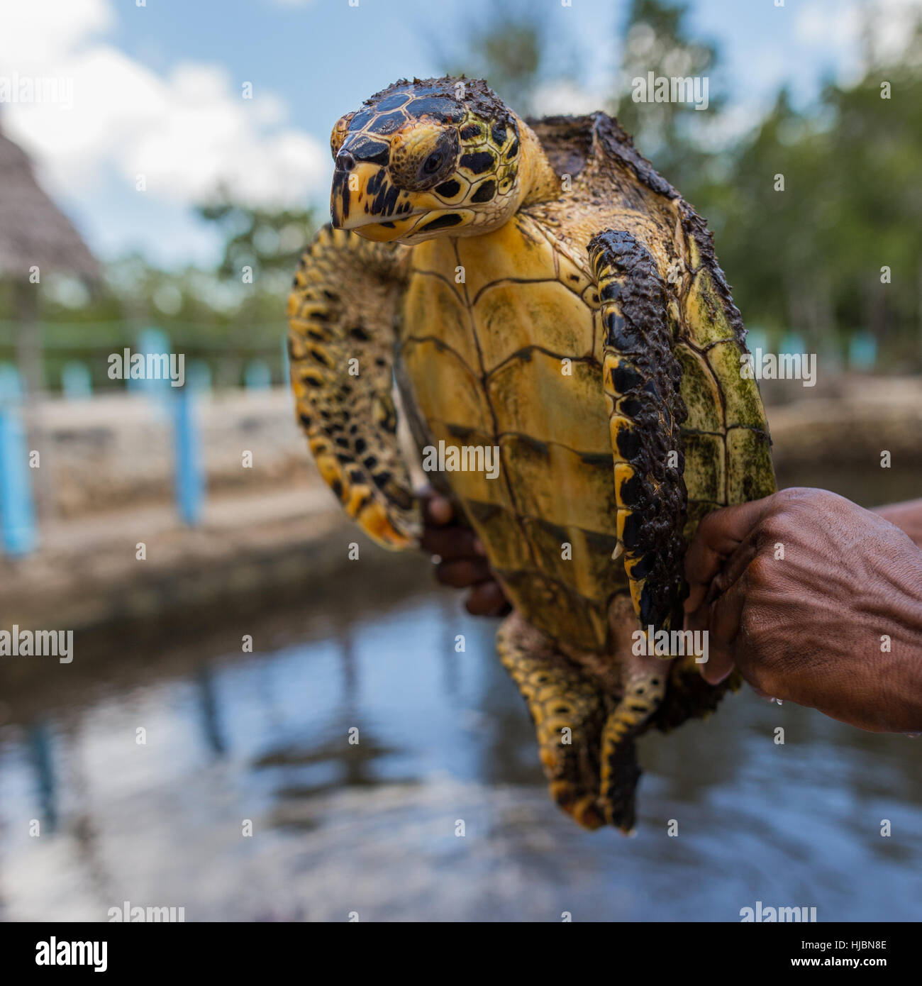Meeresschildkröte im Heiligtum mit aggressiven Look, bereit zu beißen, Hand halten, während Sonnentag, Sansibar, Tansania, Afrika Stockfoto