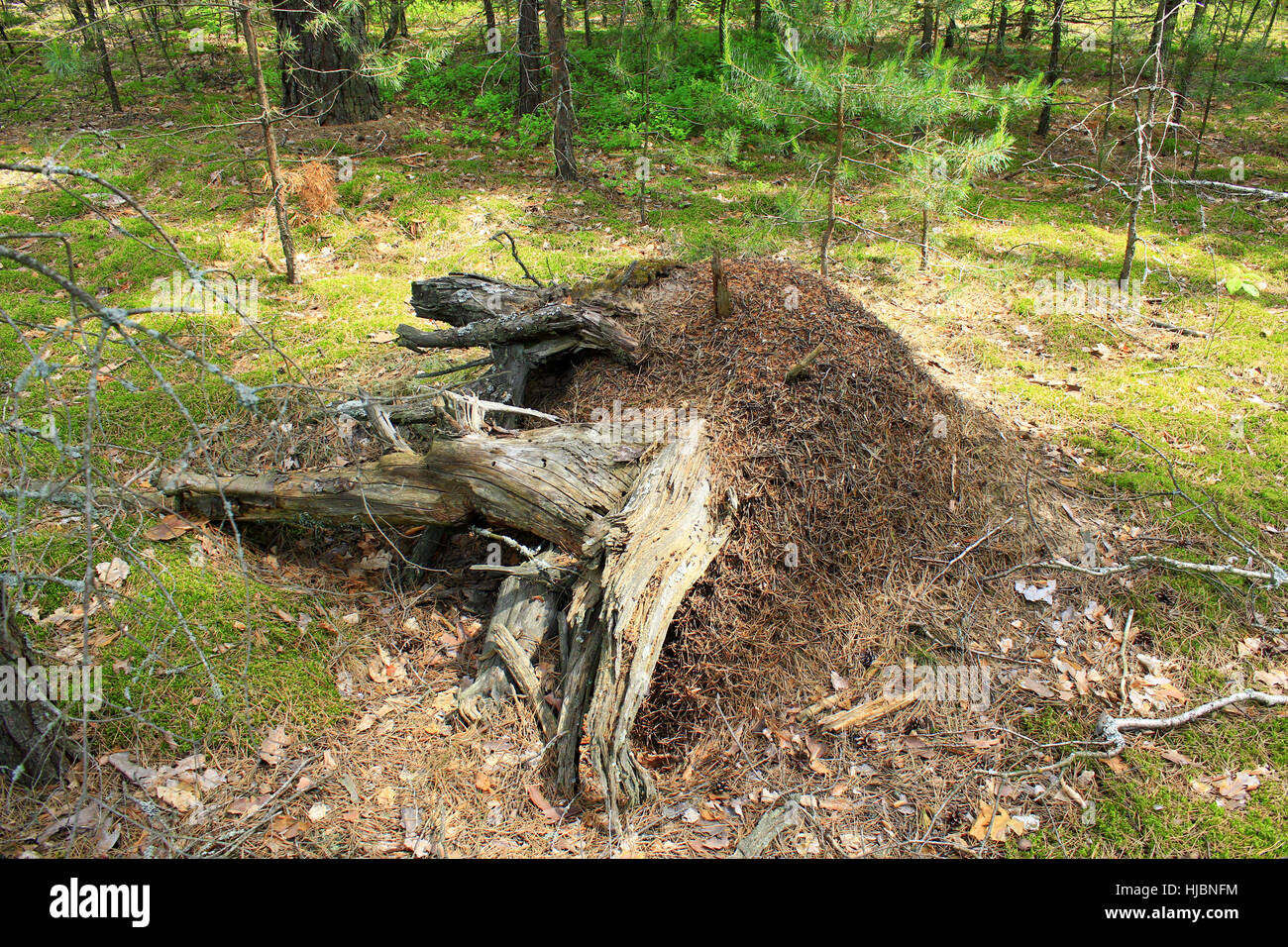 Leben in großen Ameisenhaufen und stumpf im Wald Stockfoto