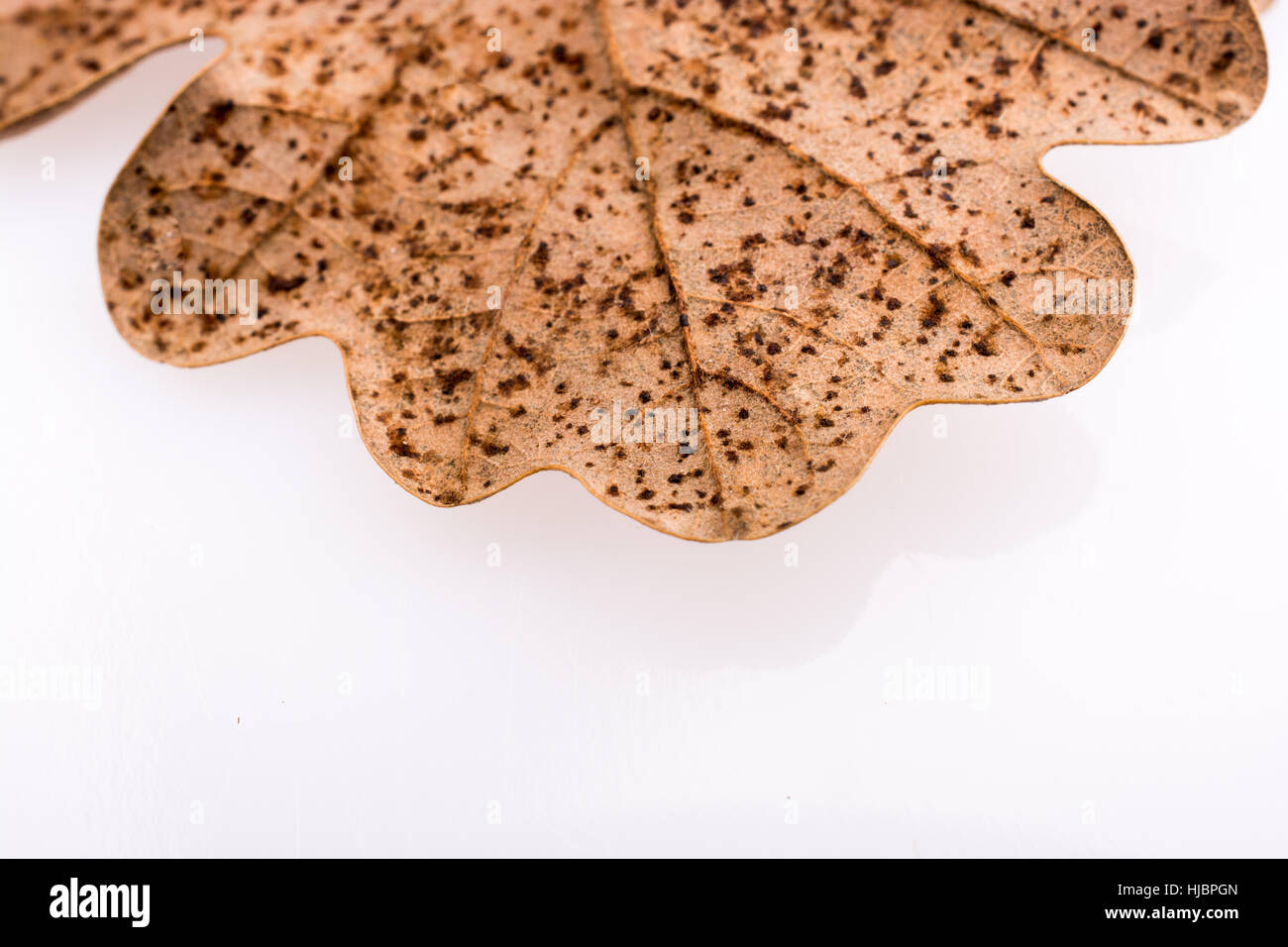 Schöne trockene Herbst Blatt gesetzt auf weißem Hintergrund Stockfoto