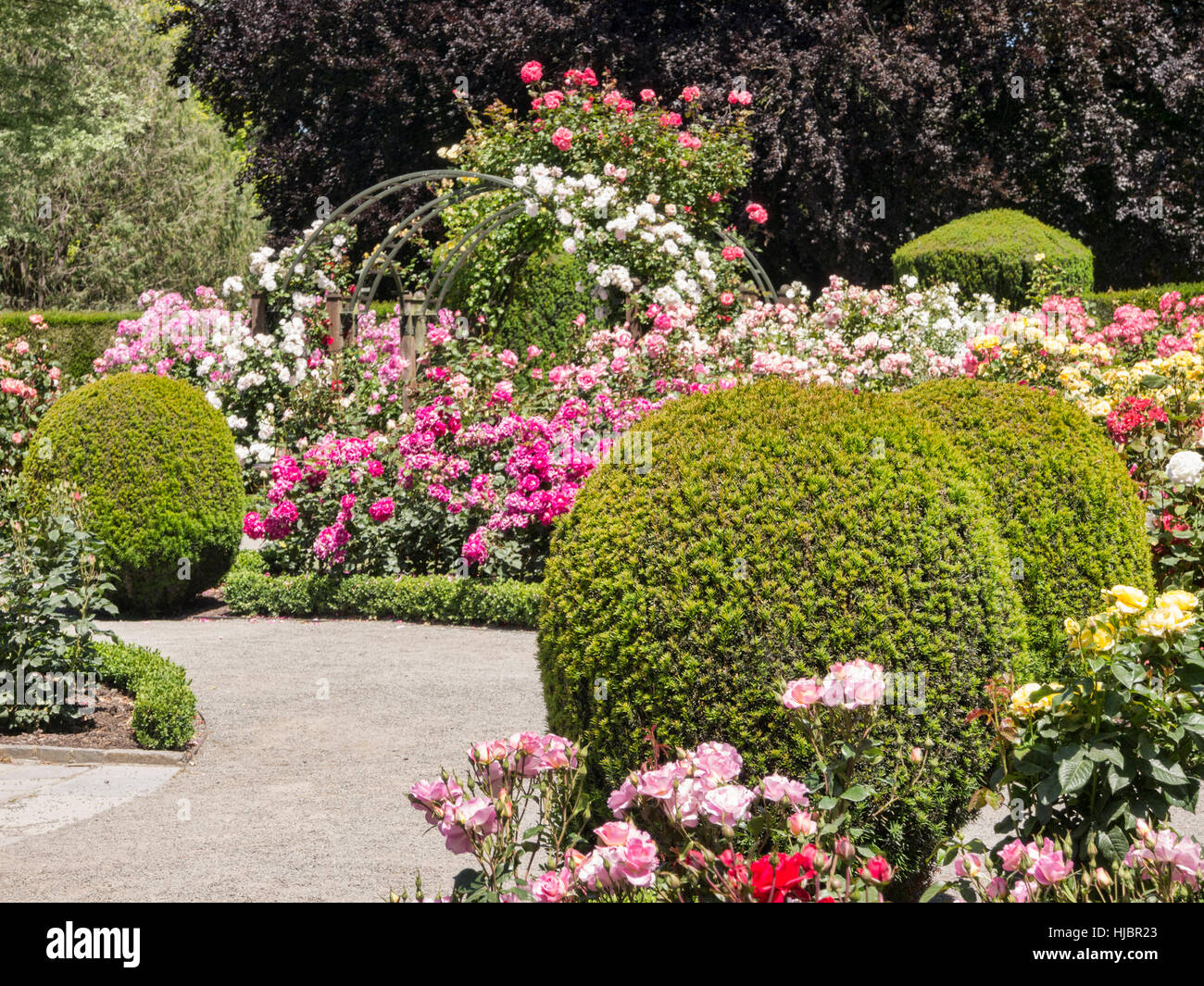 Der Rosengarten, Christchurch Botanic Gardens, Christchurch, Neuseeland. Fokus auf Vordergrund. Stockfoto