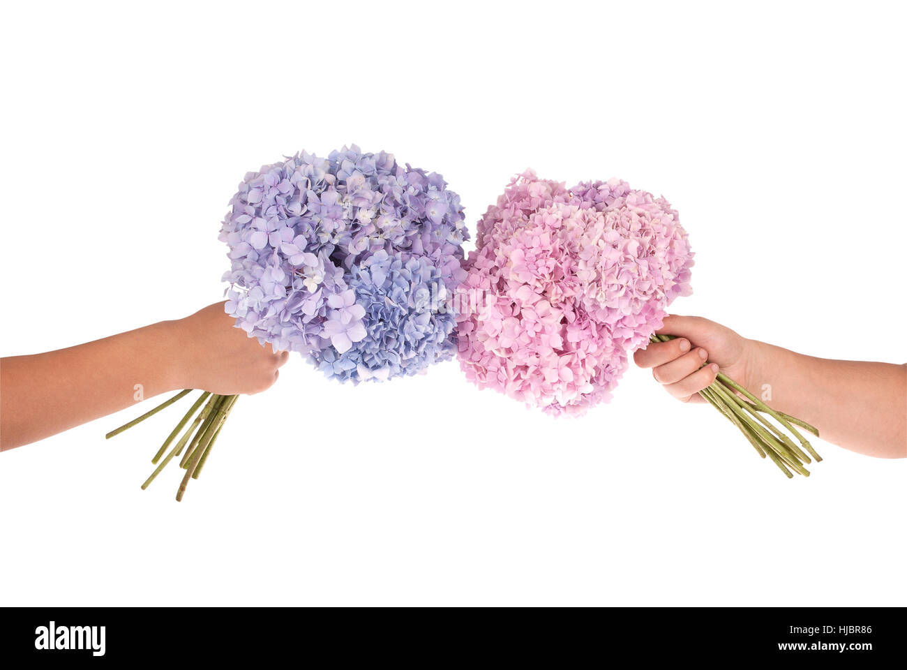 Rosa und blaue Blume Hortensie in Händen auf weißem Hintergrund. Clipping-Pfad im Inneren Stockfoto