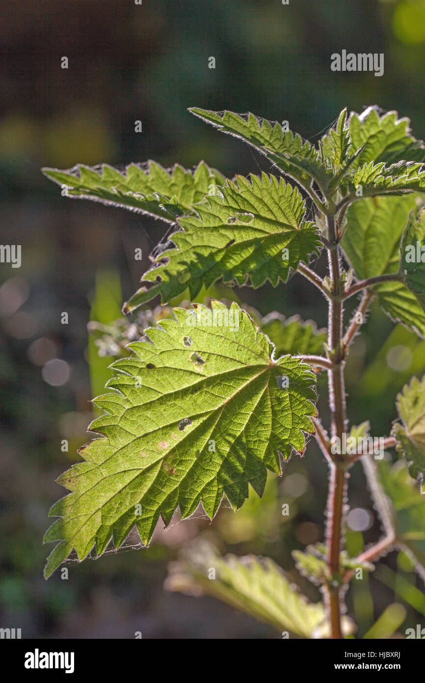 Brennnessel (Urtica Dioica). Behaarte Stängel und Zahn gesäumt Blätter Rim und Gegenlicht durch Sonnenlicht am frühen Morgen. Juni. Norfolk. Stockfoto