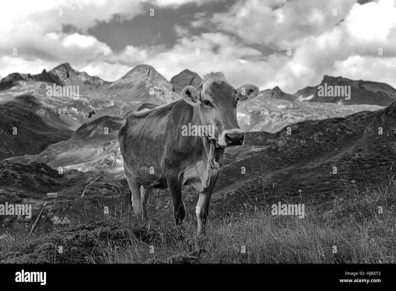 Italien Piemont Val Formazza - Kastel Kuh Stockfoto