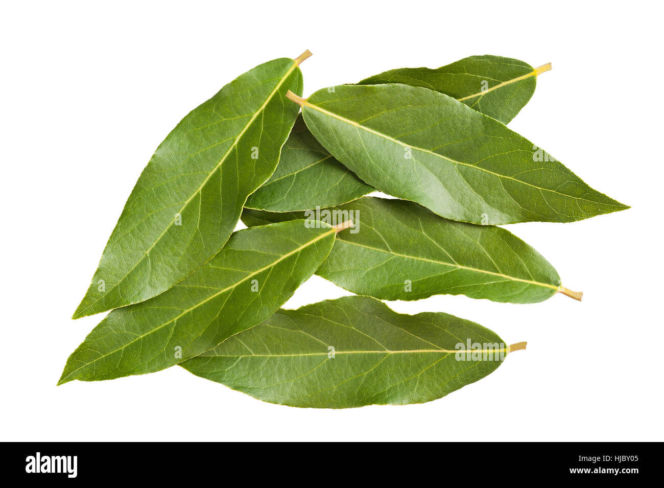 Lorbeer Blätter auf weißem Hintergrund Stockfoto