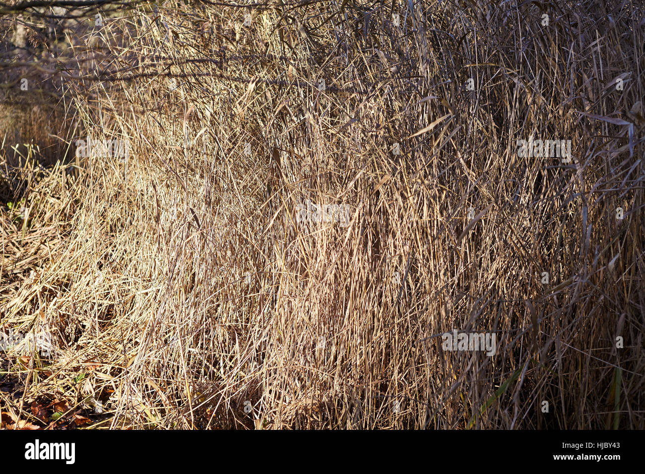 Wildes Gras in Kew Gardens gründen Stockfoto