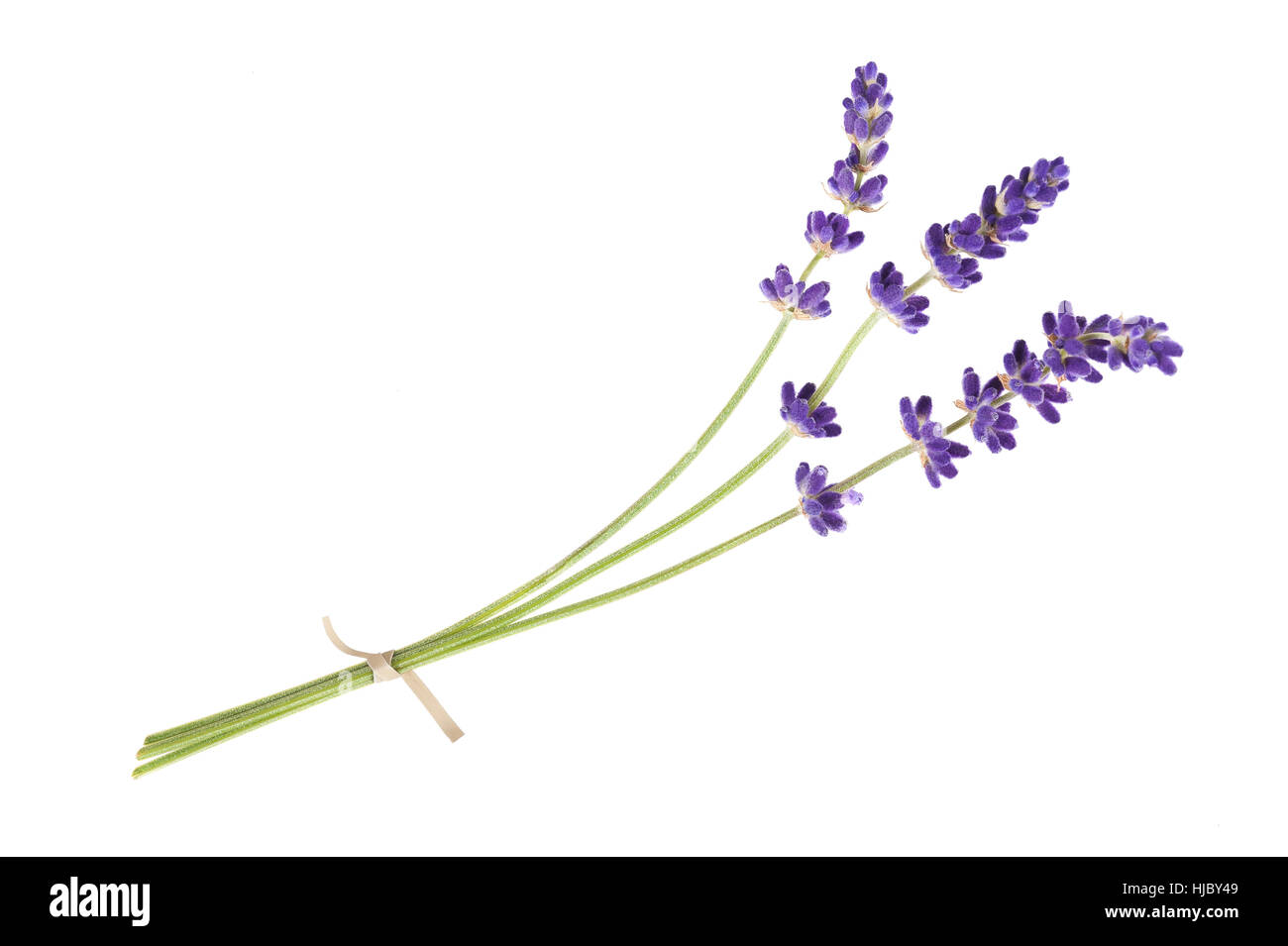 Lavendel Blumen isoliert auf weiss Stockfoto