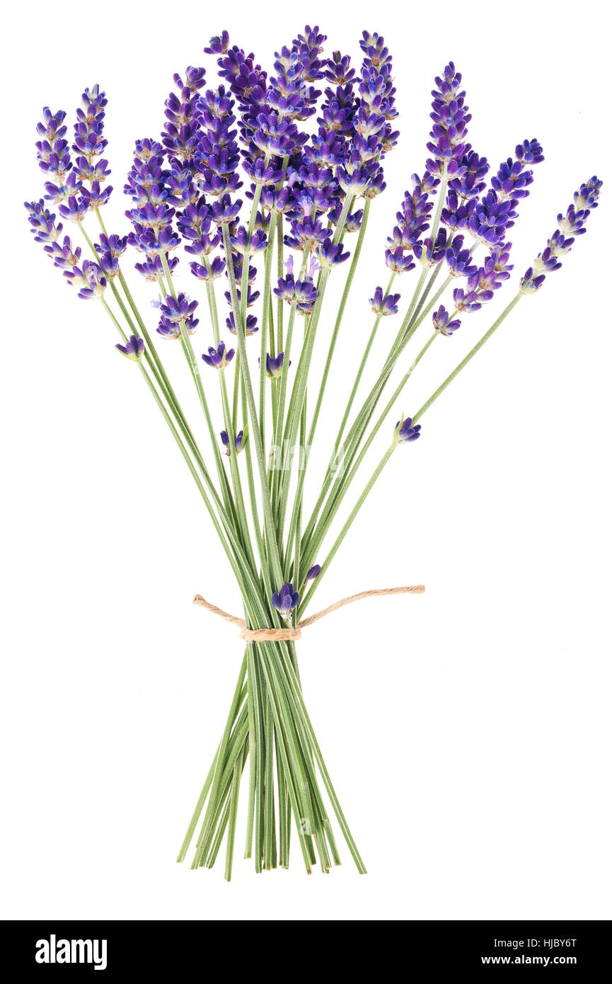 Lavendelblüten isoliert auf weißem Hintergrund Stockfoto