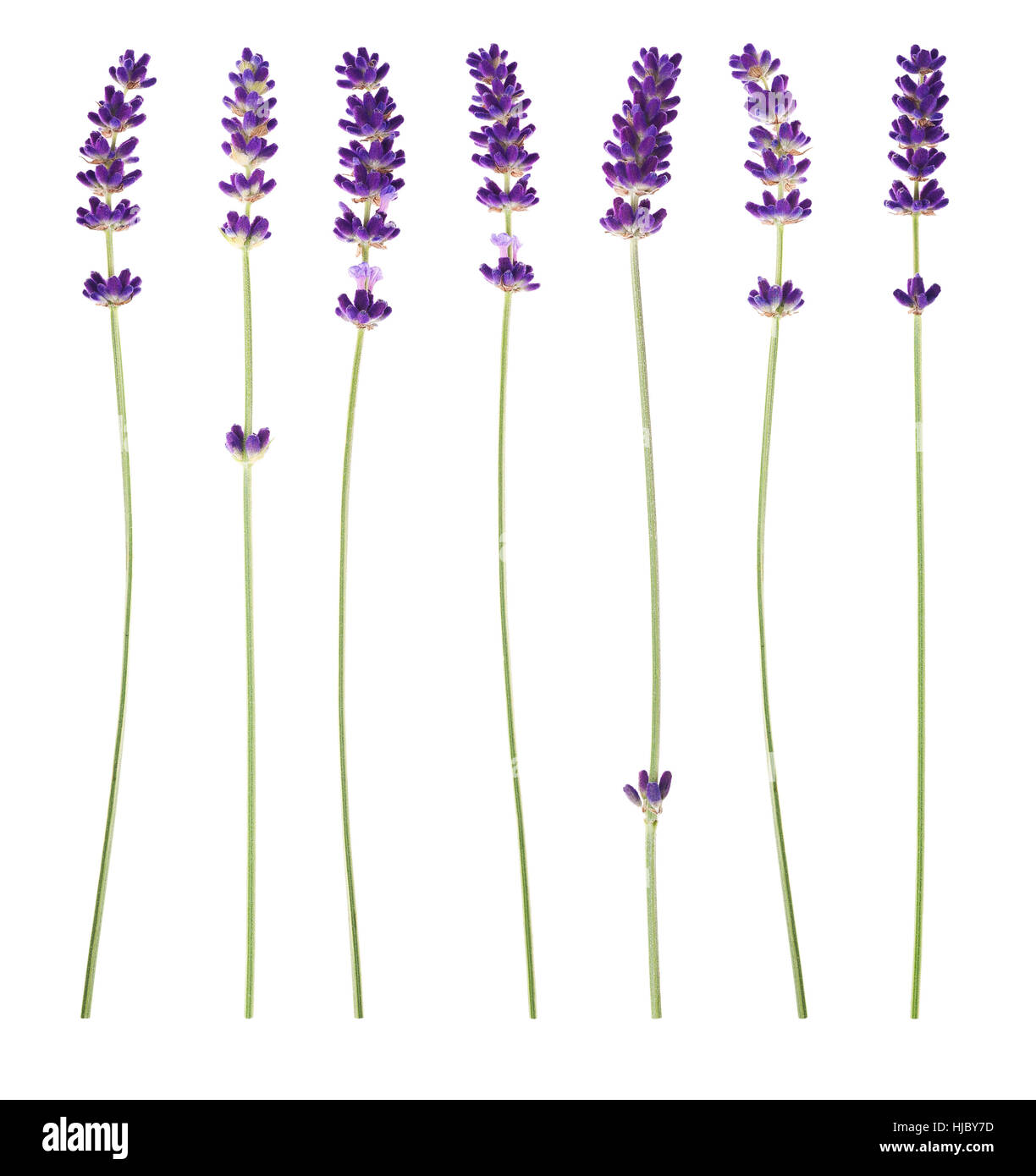 Lavendel Blumen auf weißem Hintergrund Stockfoto
