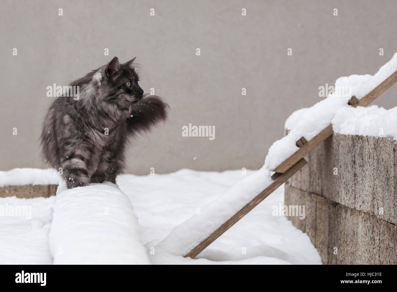 Katze draußen auf dem Schnee. Stockfoto