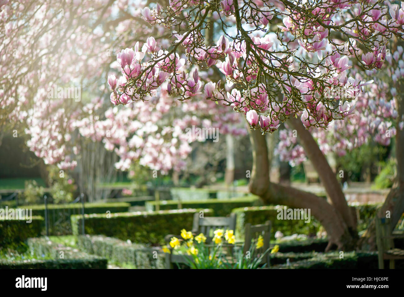 Baum oder strauch Fotos und Bildmaterial in hoher Auflösung Alamy