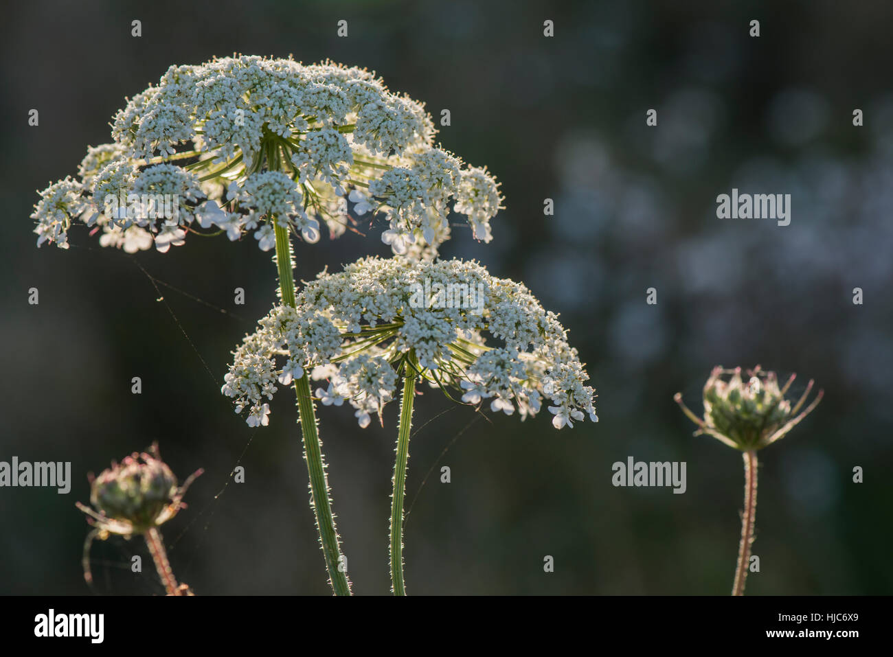 Morgensonne leuchtenden Kuh Petersilie - Anthriscus Sylvestris am Wilstone Stausee, Hertfordhsire, UK Stockfoto