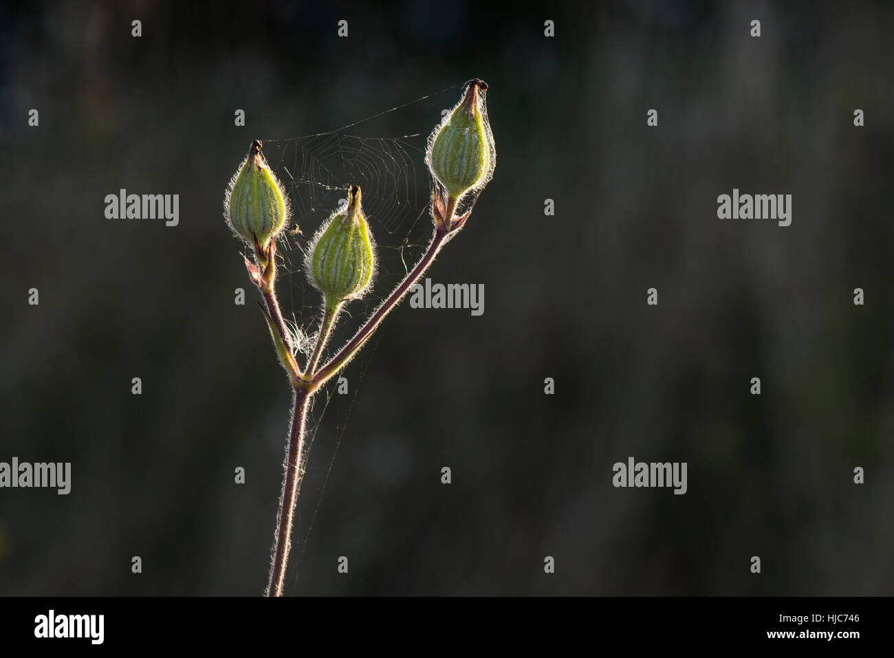 Morgenlicht auf ein Spinnen-Netz auf wilde Campion Knospen - Silene Latifolia am Wilstone Stausee, Hertfordshire, UK Stockfoto