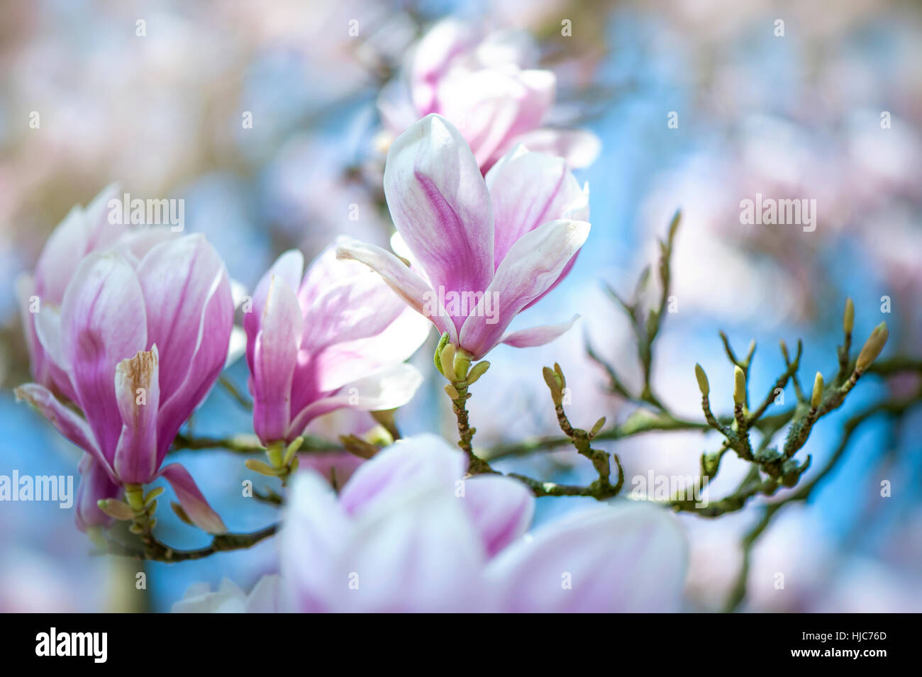 Beautiful goblet shaped pink flowers spring Fotos und Bildmaterial in