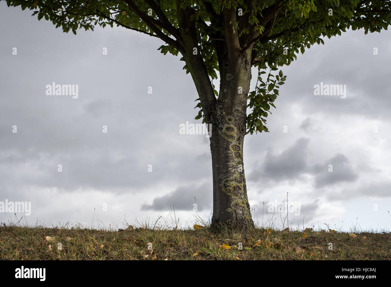 Schuss des Baumes im Laub gegen grauen Himmel beschnitten Stockfoto