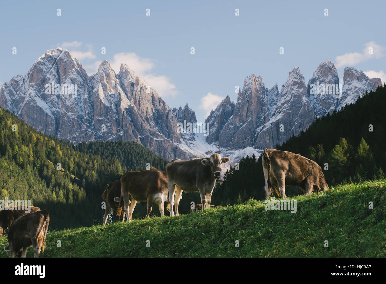 Kühe weiden, St. Magdalena, Val di Funes (Villnösser Tal), Dolomiten, Italien Stockfoto