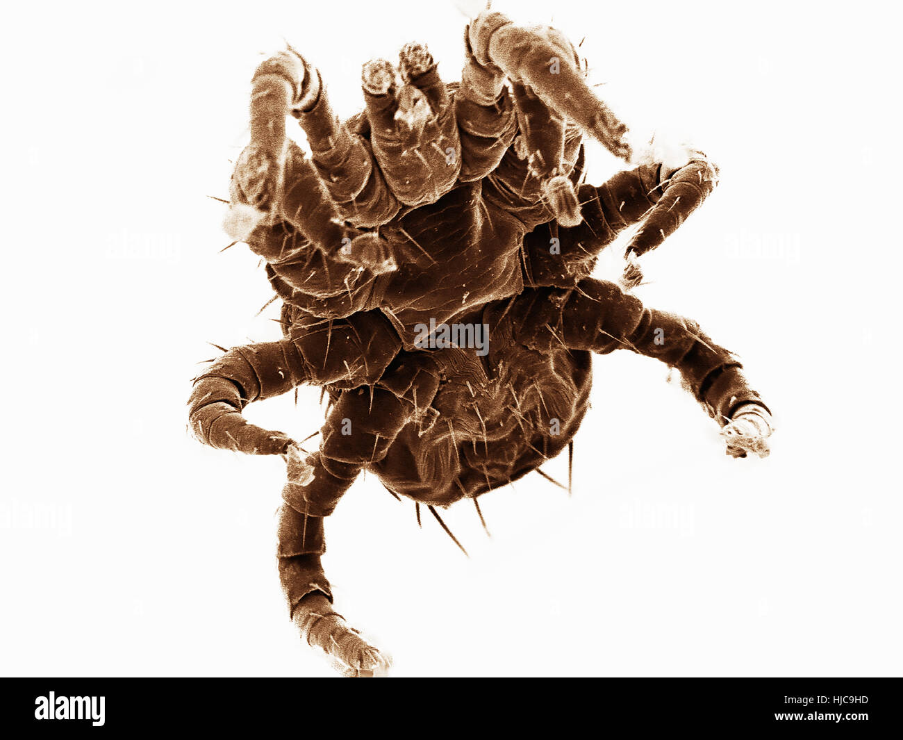 Ventrale Ansicht der kleine Milbe fand auf Anhieb, Feldheuschrecken Stockfoto