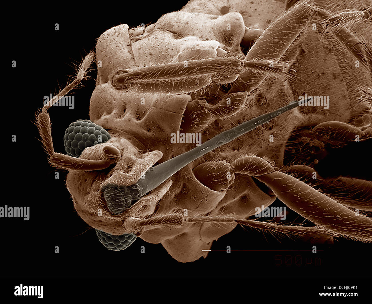 Mundwerkzeuge der Hebridae Fehler (Hemiptera) Stockfoto
