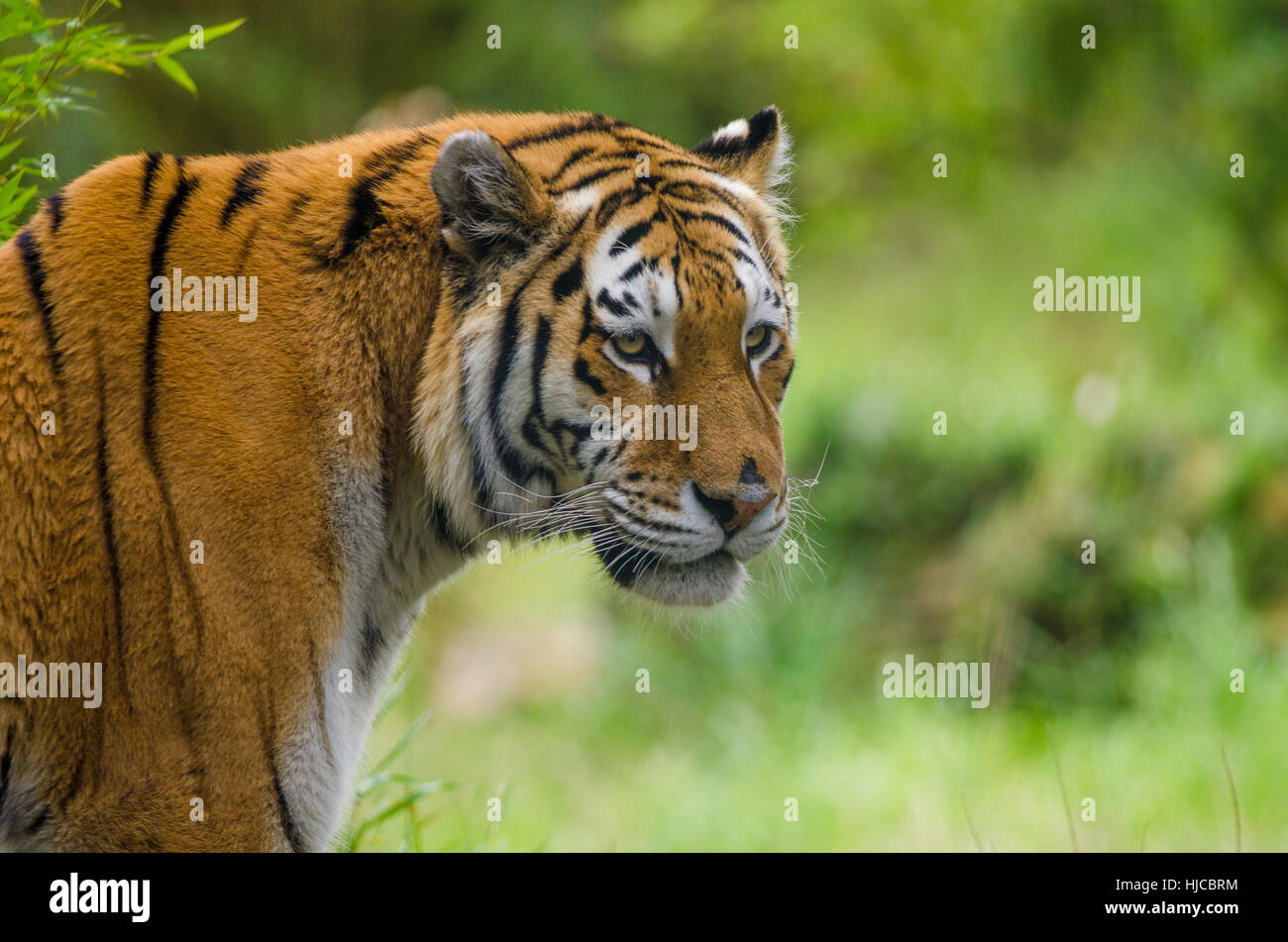 Amur-Tiger geistert sein Hoheitsgebiet Stockfoto