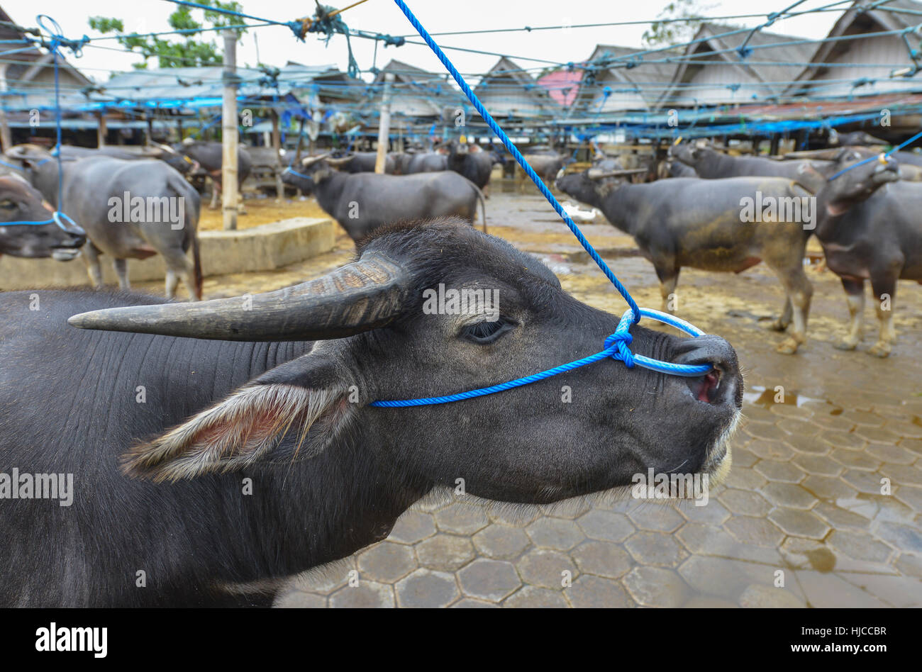 Buffalo-Markt Pasar Bolu in Rantepao, Tana Toraja, Sulawesi, Indonesien. Stockfoto