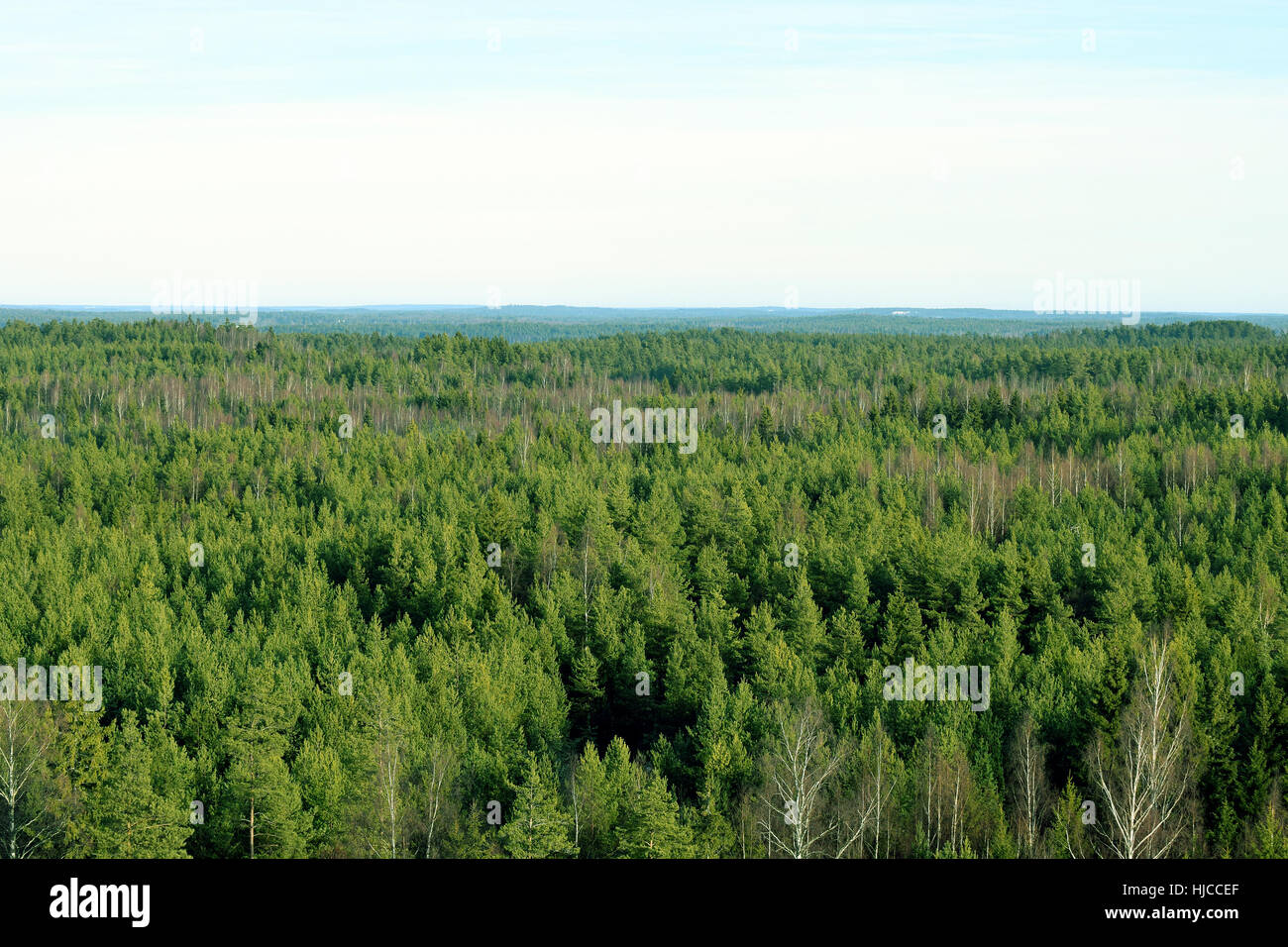 Wald-Luftaufnahme. Birken, Kiefern und Fichten in Südfinnland. Stockfoto
