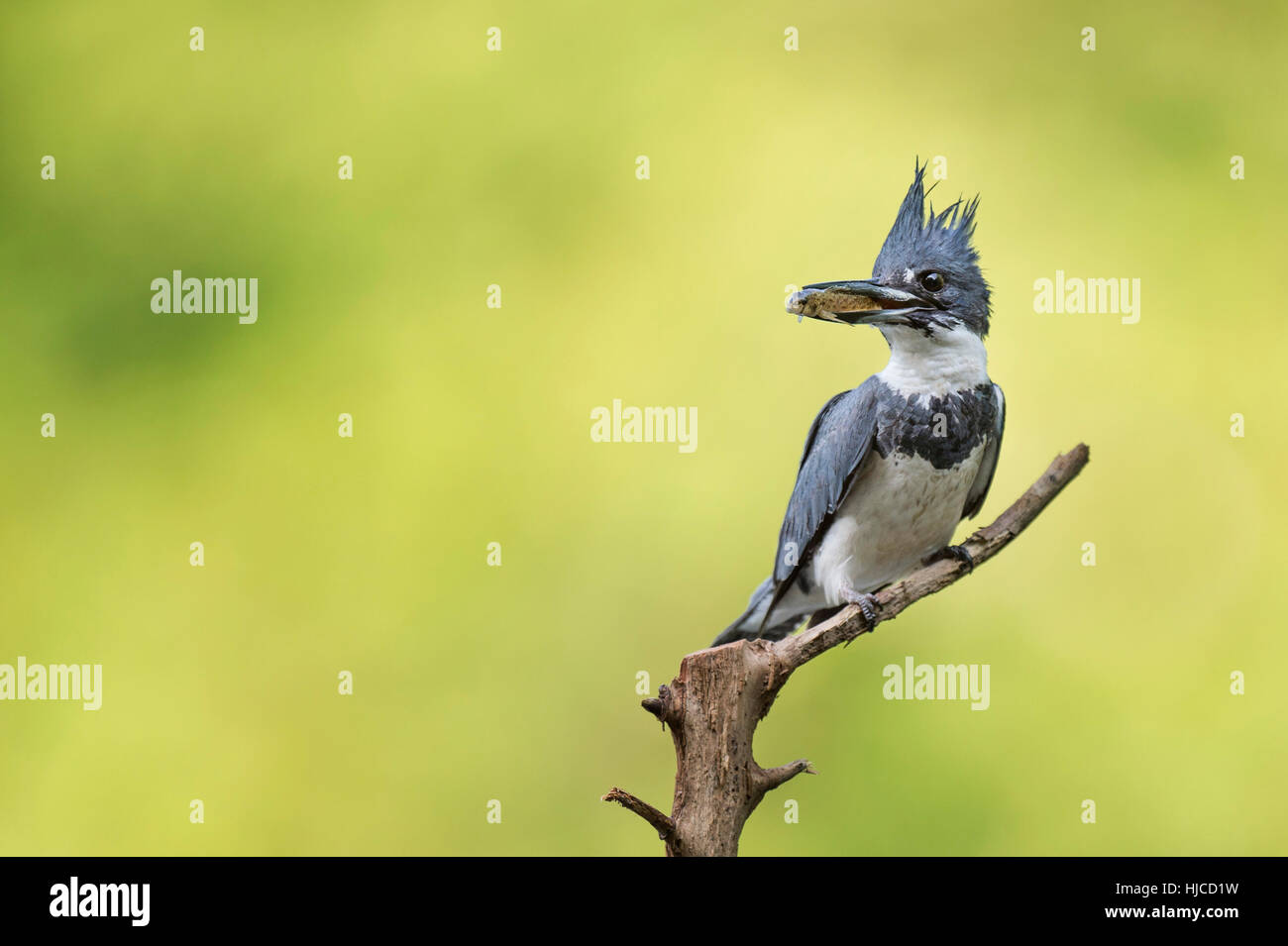 Ein Gürtel Eisvogel thront auf einem kleinen Zweig mit einem Fisch im Schnabel mit einem hellen grünen Hintergrund. Stockfoto