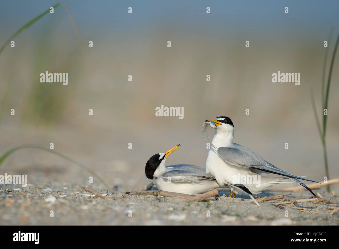 Ein paar mindestens Seeschwalben führen eine Balz-Ritual als das Männchen zeigt einen Fisch, dem weiblichen Vogel an einem Sandstrand. Stockfoto