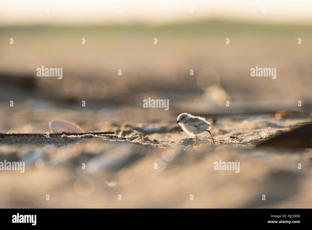 Eine vom Aussterben bedrohte niedliche und winzige Piping Plover Küken zeichnet auf einem sandigen Strand am frühen Morgen Sonne hinter es. Stockfoto