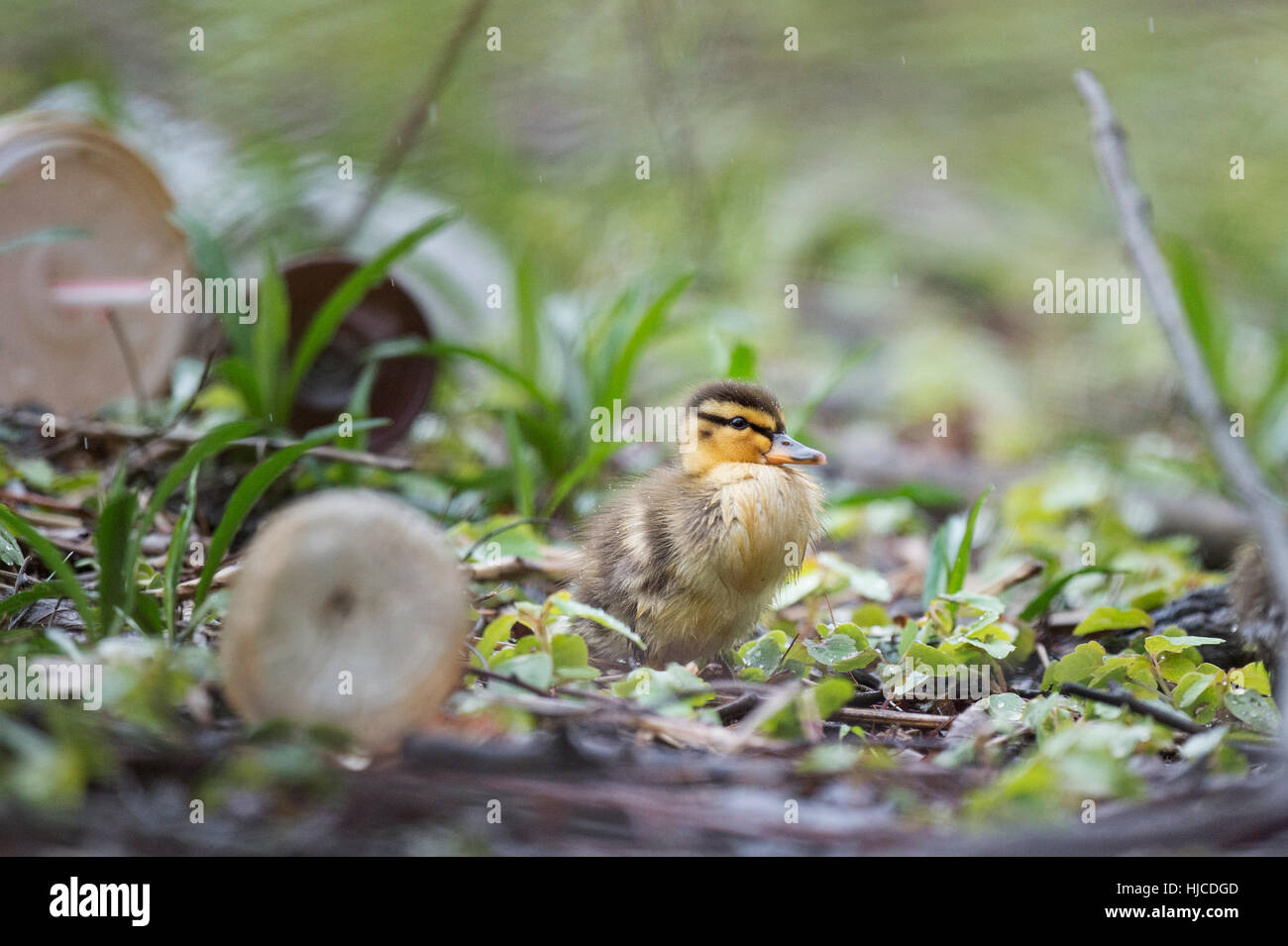 Diese unglücklichen Stockente Entlein hat in einem Gebiet mit vielen menschlichen Müll aufwachsen. Stockfoto