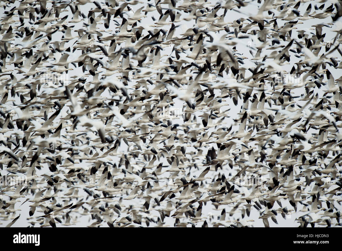 Eine riesige Herde von Schwarz und weiß Schneegänsen fliegen gemeinsam gegen einen weißen bewölkten Himmel. Stockfoto