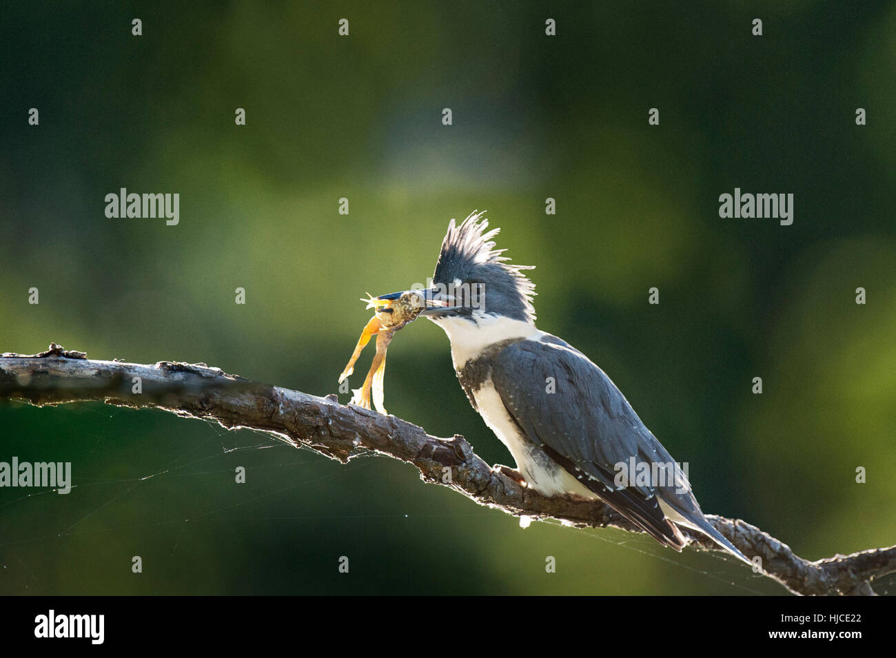Ein Belted Eisvogel sitzt auf einem Ast mit frisch gefangenen Frosch im Schnabel mit der hellen Sonne Rücken es zu beleuchten. Stockfoto