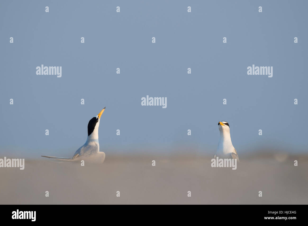 Ein paar Erwachsene mindestens Seeschwalben werfen ihre Köpfe in die Luft, die Durchführung einer Balz am Strand. Stockfoto