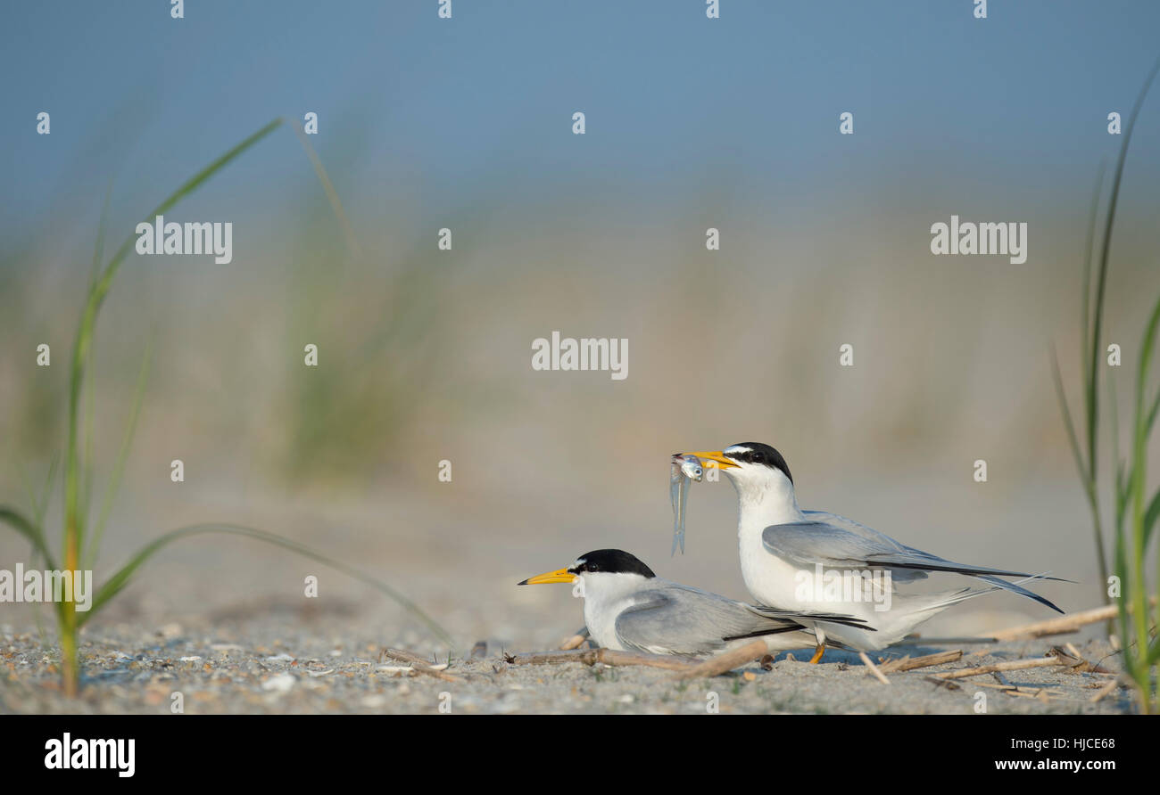 Ein paar mindestens Seeschwalben führen eine Balz-Ritual mit einem Fisch am Strand an einem sonnigen Morgen. Stockfoto