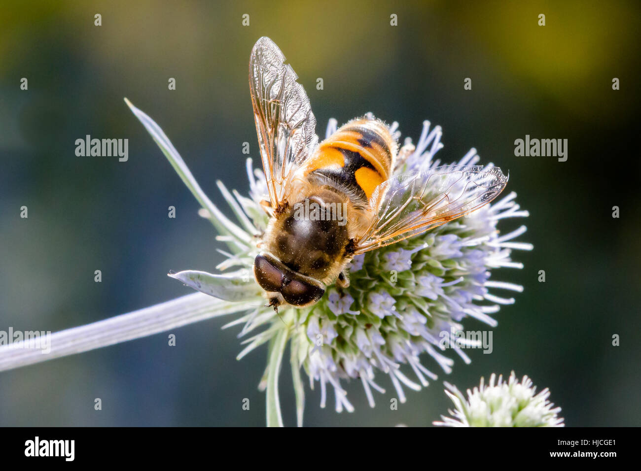 Eristalis tenax Stockfoto