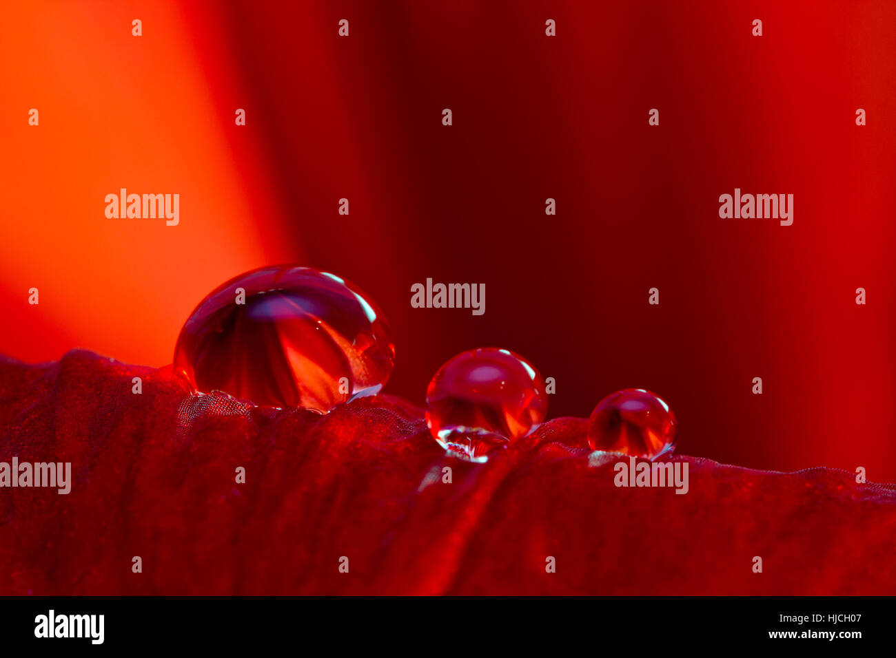 Drei Tropfen Auf Amarylisblüte Stockfoto