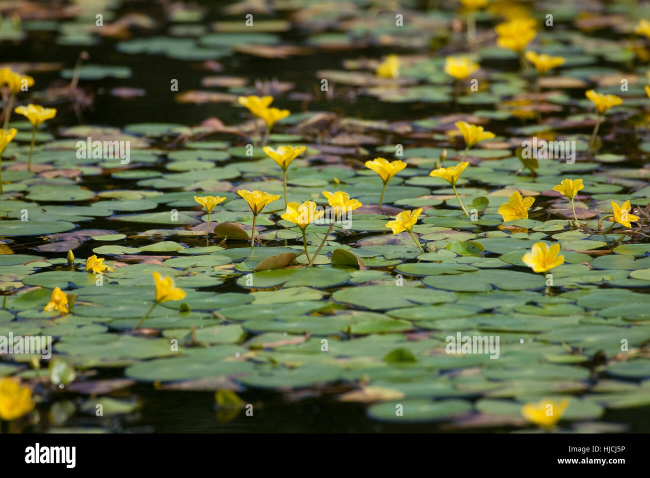 Gewöhnliche Seekanne, Europäische Seekanne, Nymphoides Peltata, Wasser Fringe, gelbe schwimmende Herz, Schwimmblattpflanze Stockfoto