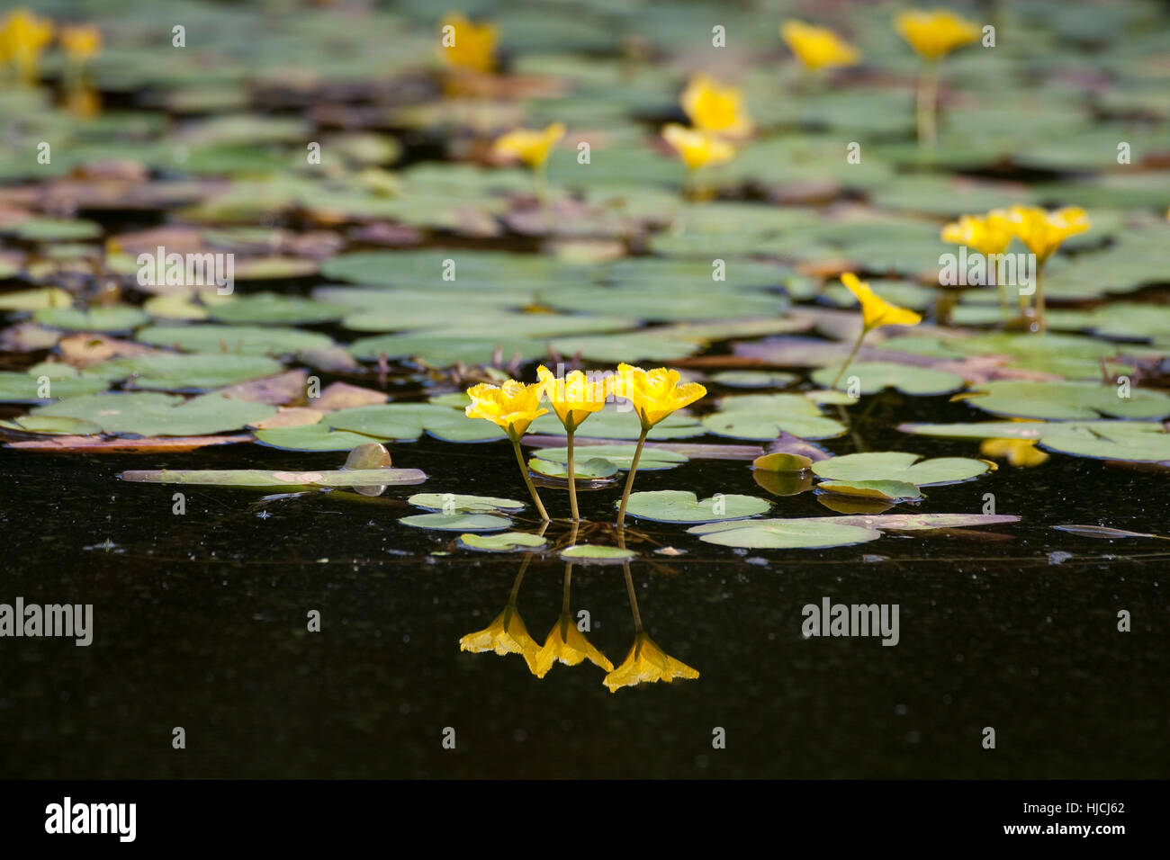 Gewöhnliche Seekanne, Europäische Seekanne, Nymphoides Peltata, Wasser Fringe, gelbe schwimmende Herz, Schwimmblattpflanze Stockfoto