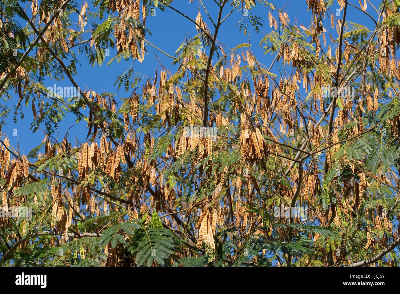 Seidenakazie, Seidenbaum, Schlafbaum, Schirmakazie, Frucht, Früchte, Hülsenfrüchte, Albizia Julibrissin, persischer Silk Baum, pink Silk Baum, rosa Siris Stockfoto