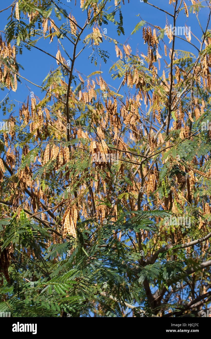 Seidenakazie, Seidenbaum, Schlafbaum, Schirmakazie, Frucht, Früchte, Hülsenfrüchte, Albizia Julibrissin, persischer Silk Baum, pink Silk Baum, rosa Siris Stockfoto