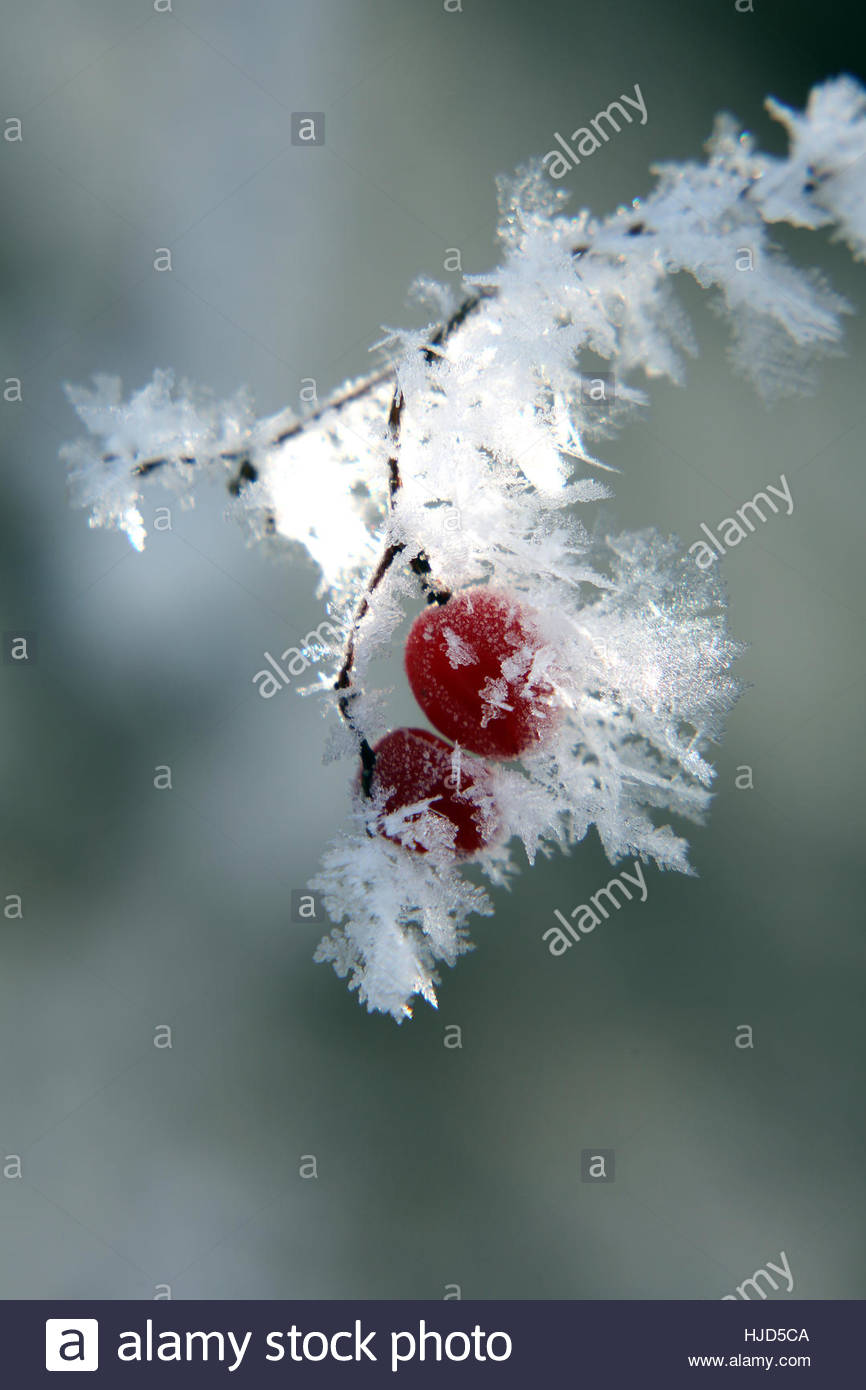 Icking, Bayern. 23. Januar 2017. Rote Beeren und Raureif auf einem Ast in der Nähe von Icking in Bayern. Das Winterwetter ist weiterhin eine Mischung aus herrlichen Sonnenschein und Sub Zero Temperaturen. Bildnachweis: Reallifephotos/Alamy Live-Nachrichten Stockfoto