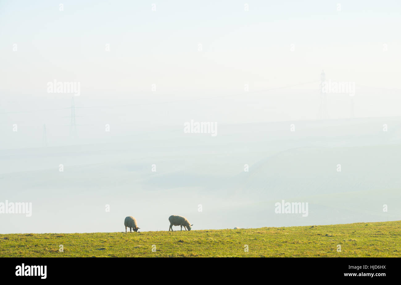 Nebligen Morgen um Hardy Monument, in der Nähe von Dorchester, Dorset, UK. 23. Januar 2017. Ein nebliger Start in den Tag in Dorset mit Schafbeweidung und Masten im Nebel. © Dan Tucker/Alamy Live-Nachrichten Stockfoto