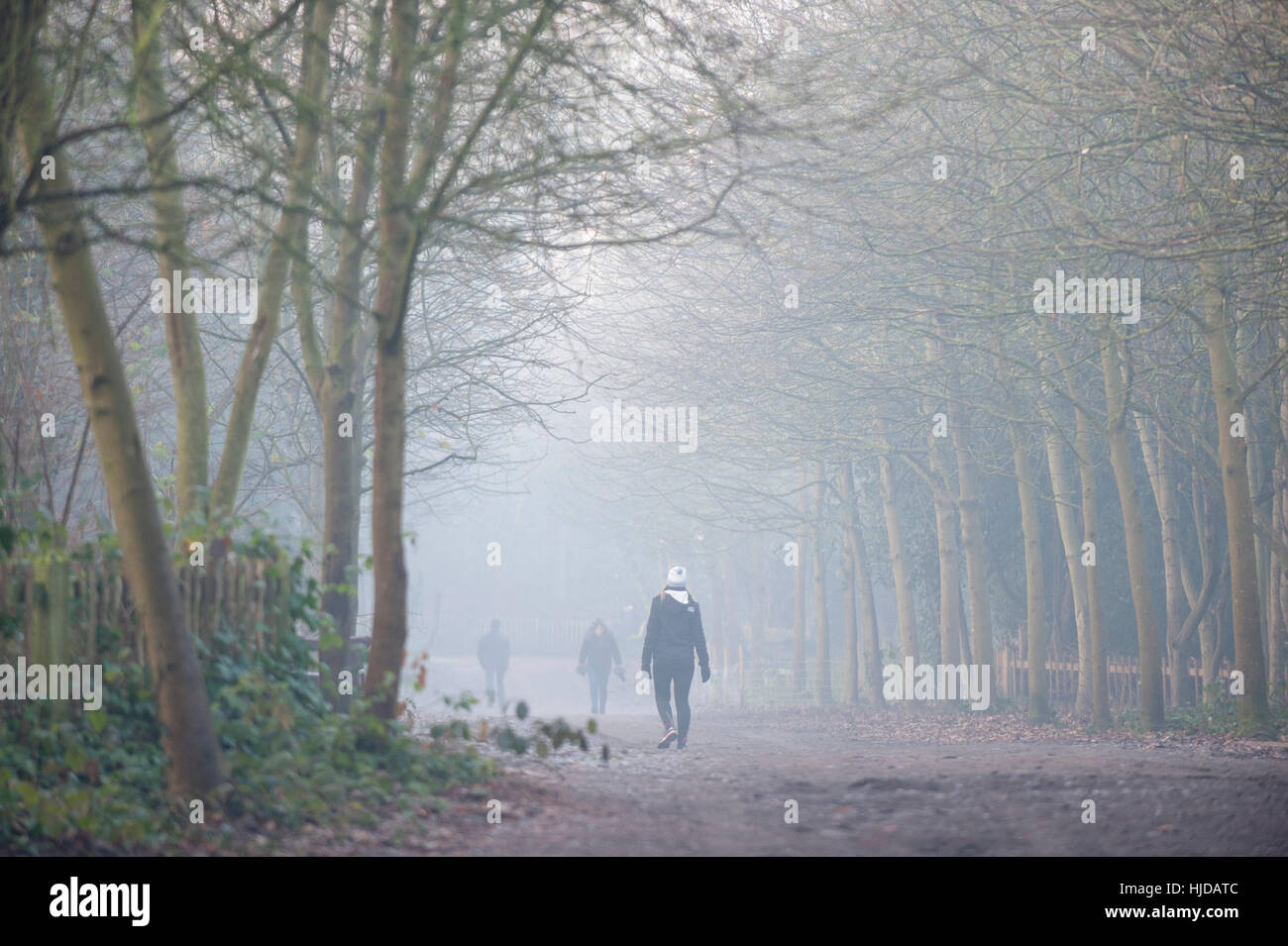 London, UK. 24. Januar 2017. Am frühen Morgennebel verweilt in Holland Park, West London. Nebel wird voraussichtlich für die nächsten paar Tage laut Wettervorhersagen in Großbritannien weiter. Bildnachweis: Stephen Chung/Alamy Live-Nachrichten Stockfoto