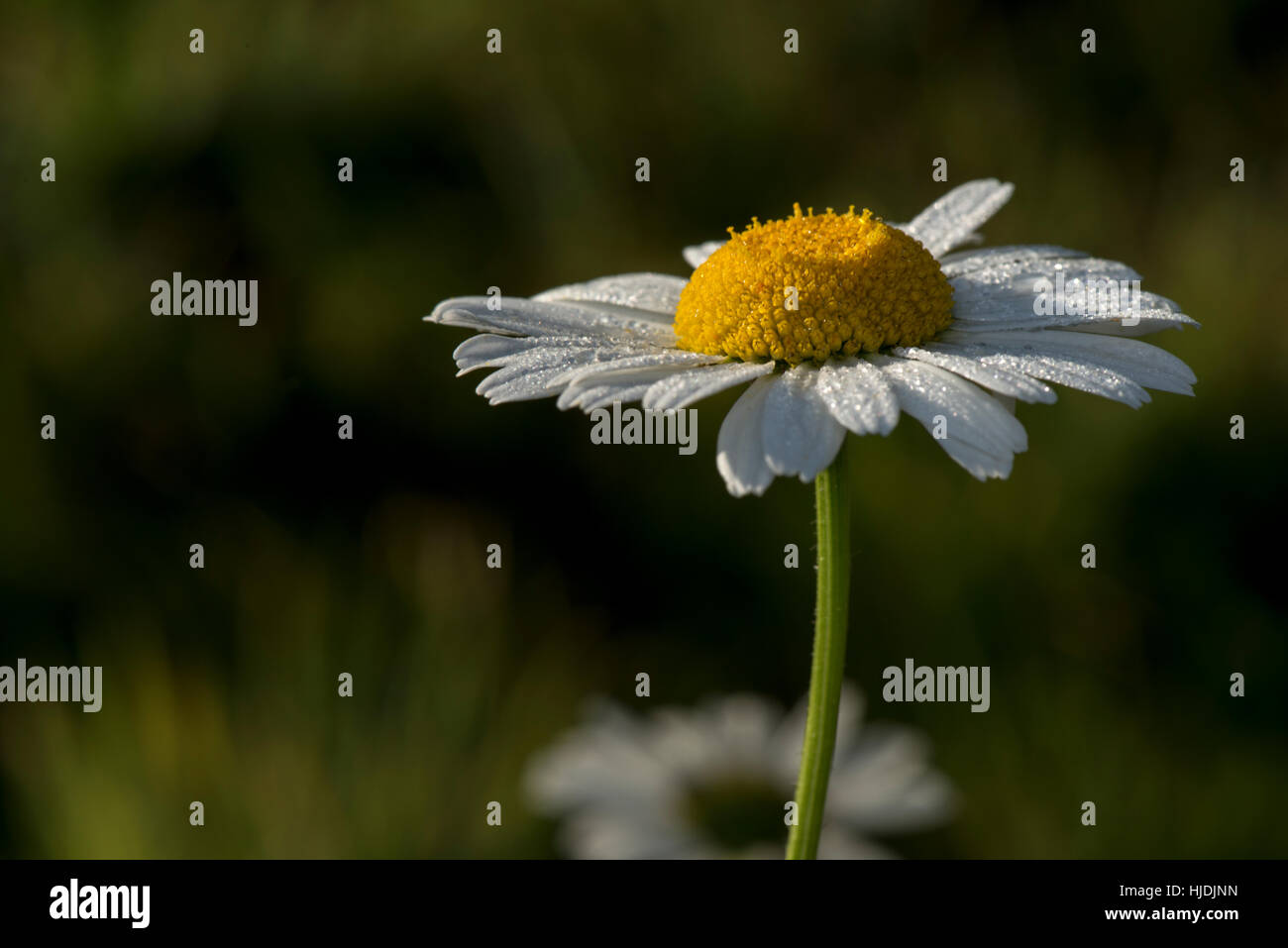 Mais-Kamille - Anthemis Arvensis fand am Wilstone Stausee, Hertfordshire, UK Stockfoto