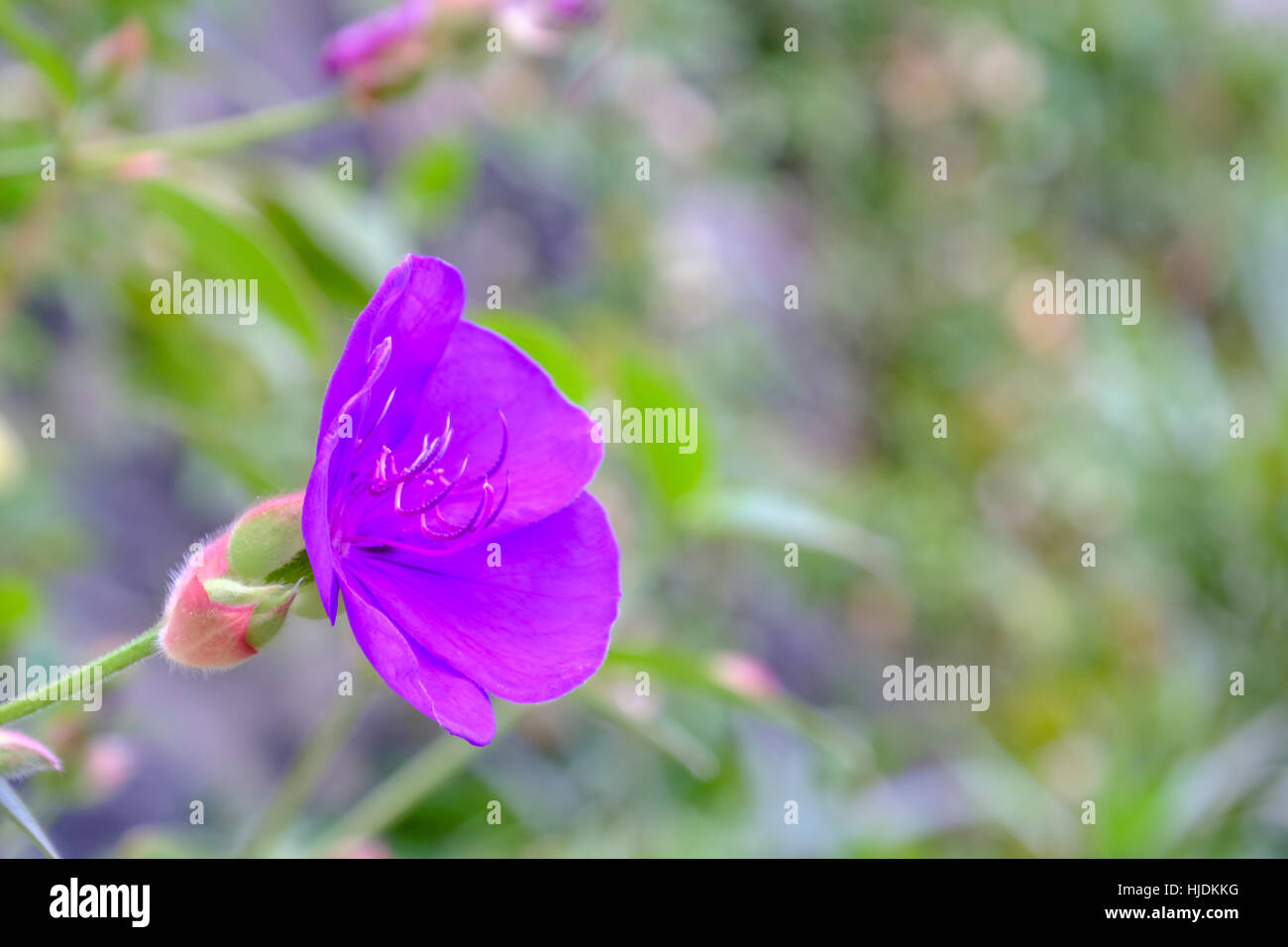 Konzentrieren Sie sich auf einzelne Blütenstiel bezeichnet Urvilleana oder Herrlichkeit Bush, schöne lila immergrüner Strauch mit weichen hellen Hintergrund und Kopie Grünfläche Stockfoto