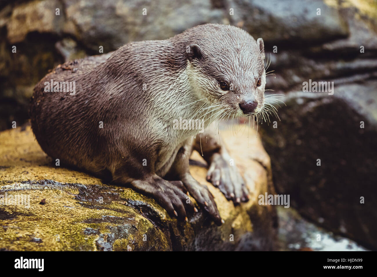 Glatt beschichtet Fischotter (Lutrogale Perspicillata) Stockfoto