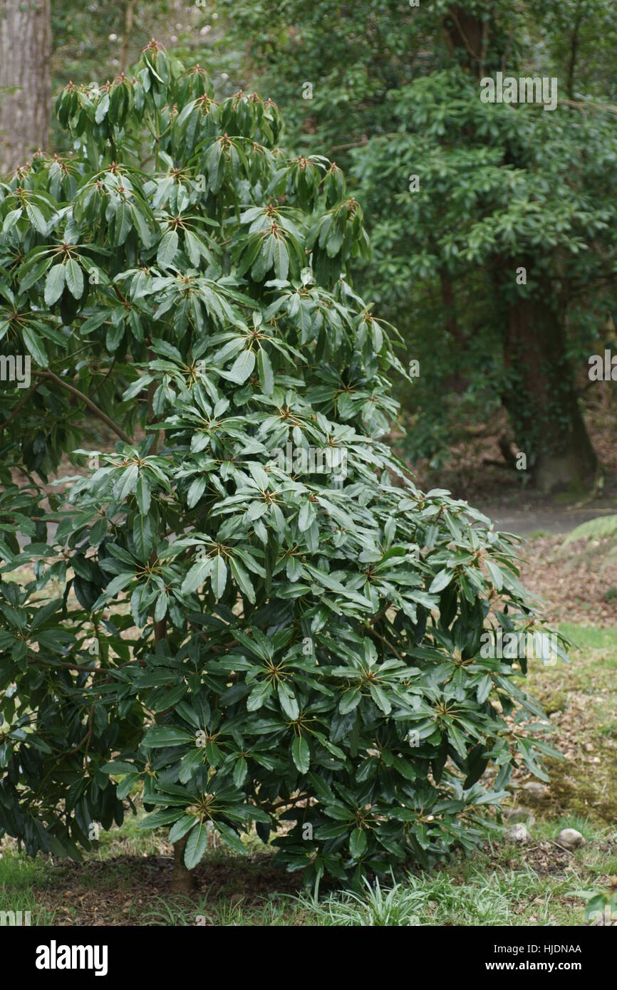 Daphniphyllum macropodum an Clyne Gärten, Swansea, Wales, UK. Stockfoto