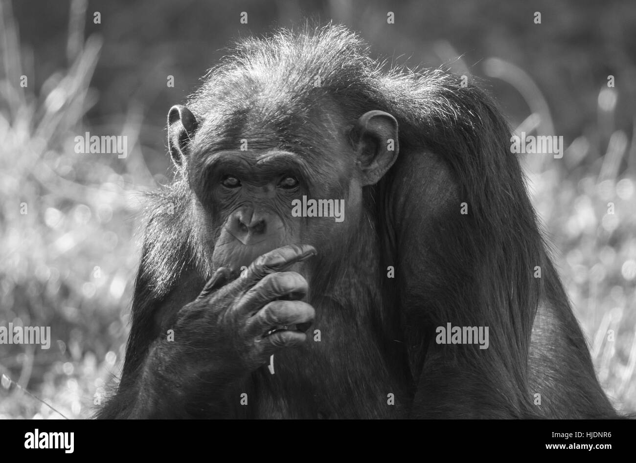 Schimpansen. Stockfoto
