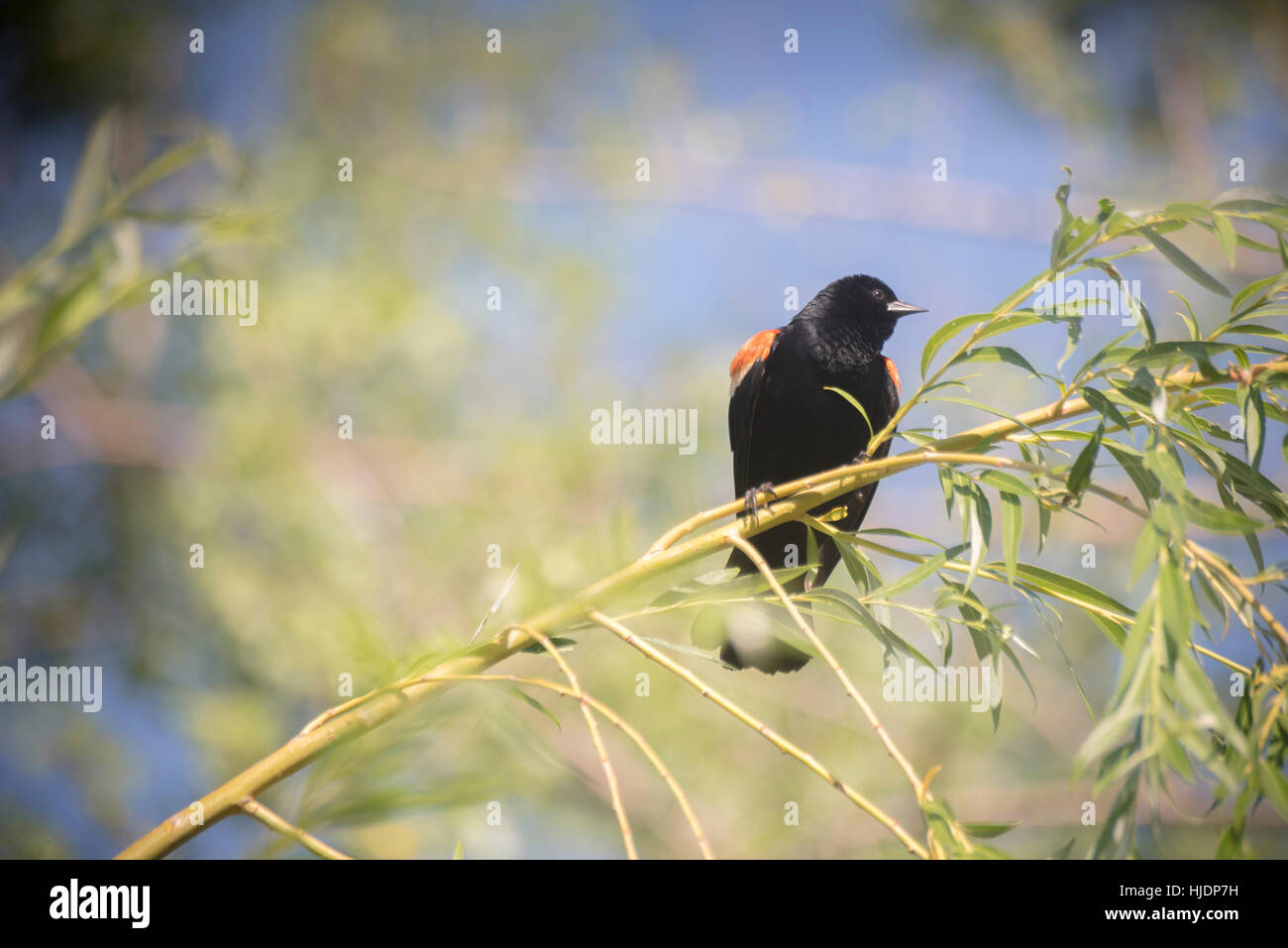 Botanischer Garten Stockfoto